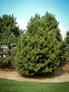 Сосна Чёрная (Pinus Nigra) купить по цене от 270.00р. в интернет-магазине «Посадика» с доставкой почтой в в Мамоновое и по всей России – [изображение №1].