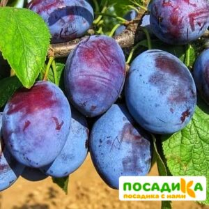 Слива Чачакская ранняя купить по цене от 229.00р. в интернет-магазине «Посадика» с доставкой почтой в в Мамоновое и по всей России – [изображение №1].