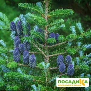 Пихта корейская (Abies koreana) купить по цене от 450.00р. в интернет-магазине «Посадика» с доставкой почтой в в Мамоновое и по всей России – [изображение №1].