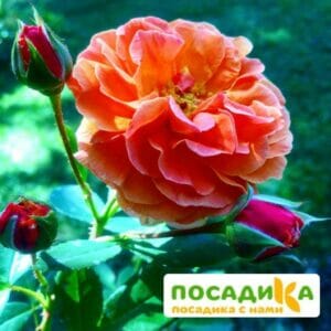 Роза Арабия купить по цене от 350.00р. в интернет-магазине «Посадика» с доставкой почтой в в Мамоновое и по всей России – [изображение №1].