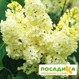 Сирень Примроуз (Primrose) купить по цене от 529.00р. в интернет-магазине «Посадика» с доставкой почтой в в Мамоновое и по всей России – [изображение №1].