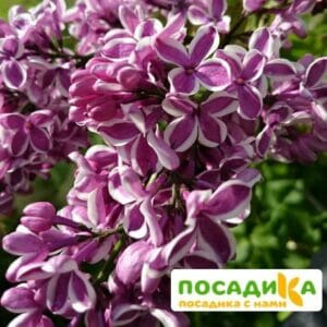 Сирень Сенсация купить по цене от 529.00р. в интернет-магазине «Посадика» с доставкой почтой в в Мамоновое и по всей России – [изображение №1].