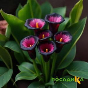 Калла Аура Лейс купить по цене от 400р. в интернет-магазине «Посадика» с доставкой почтой в в Мамоновое и по всей России – [изображение №1].