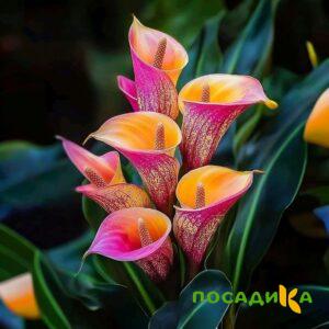 Калла Оникс купить по цене от 450р. в интернет-магазине «Посадика» с доставкой почтой в в Мамоновое и по всей России – [изображение №1].