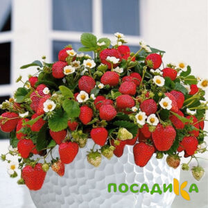 Клубника Рубиновый Шепот (горшечная) купить по цене от 240р. в интернет-магазине «Посадика» с доставкой почтой в в Мамоновое и по всей России – [изображение №1].