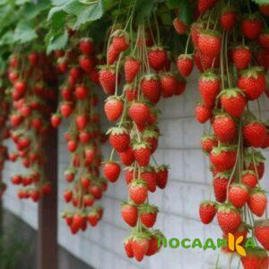 Клубника вьющаяся Комплимент купить по цене от 470р. в интернет-магазине «Посадика» с доставкой почтой в в Мамоновое и по всей России – [изображение №1].