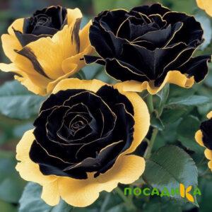 Роза Ханни Сикл купить по цене от 700р. в интернет-магазине «Посадика» с доставкой почтой в в Мамоновое и по всей России – [изображение №1].