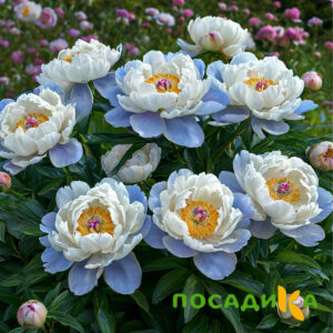 Пион акварельный Этюд купить по цене от 806р. в интернет-магазине «Посадика» с доставкой почтой в в Мамоновое и по всей России – [изображение №1].