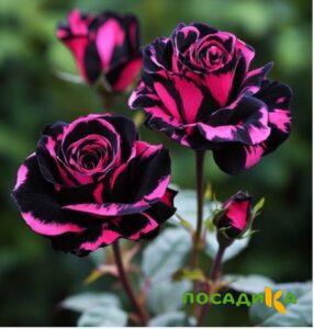Роза Багровый Шепот купить по цене от 366р. в интернет-магазине «Посадика» с доставкой почтой в в Мамоновое и по всей России – [изображение №1].