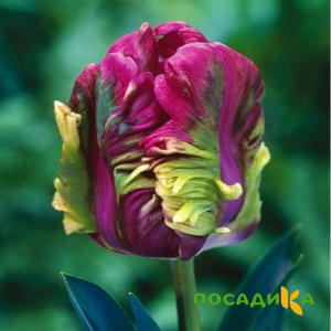 Тюльпан Экзотик Хэвен купить по цене от 186р. в интернет-магазине «Посадика» с доставкой почтой в в Мамоновое и по всей России – [изображение №1].