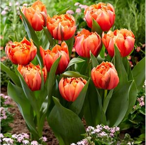 Тюльпан Гудошник Дабл купить по цене от 185р. в интернет-магазине «Посадика» с доставкой почтой в в Мамоновое и по всей России – [изображение №1].