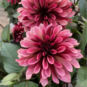 Георгин Перли Сансет купить по цене от 309р. в интернет-магазине «Посадика» с доставкой почтой в в Мамоновое и по всей России – [изображение №1].