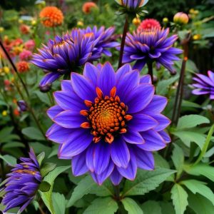 Георгин Лазурит купить по цене от 799р. в интернет-магазине «Посадика» с доставкой почтой в в Мамоновое и по всей России – [изображение №1].