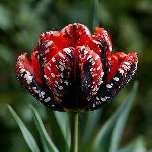 Тюльпан Вельвет Файер купить по цене от 394р. в интернет-магазине «Посадика» с доставкой почтой в в Мамоновое и по всей России – [изображение №1].