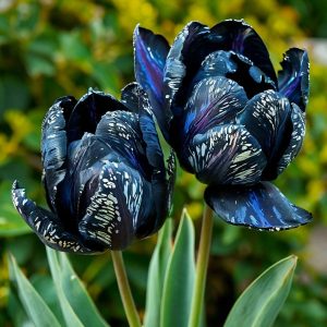 Тюльпан Блю Фог купить по цене от 500р. в интернет-магазине «Посадика» с доставкой почтой в в Мамоновое и по всей России – [изображение №1].