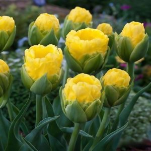 Тюльпан махровый Ванила Коп купить по цене от 159р. в интернет-магазине «Посадика» с доставкой почтой в в Мамоновое и по всей России – [изображение №1].