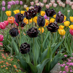 Тюльпан махровый Рейдинс Дарк купить по цене от 230р. в интернет-магазине «Посадика» с доставкой почтой в в Мамоновое и по всей России – [изображение №1].