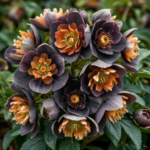 Морозник Блум Айс купить по цене от 499р. в интернет-магазине «Посадика» с доставкой почтой в в Мамоновое и по всей России – [изображение №1].