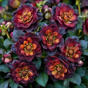 Морозник Сноу Дроп купить по цене от 348р. в интернет-магазине «Посадика» с доставкой почтой в в Мамоновое и по всей России – [изображение №1].