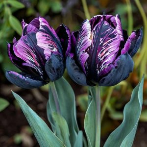 Тюльпан Блэк Каньон купить по цене от 305р. в интернет-магазине «Посадика» с доставкой почтой в в Мамоновое и по всей России – [изображение №1].