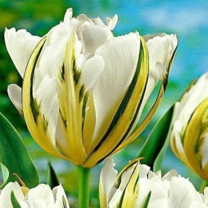 Тюльпан Экзотик Пуруссима купить по цене от 305р. в интернет-магазине «Посадика» с доставкой почтой в в Мамоновое и по всей России – [изображение №1].