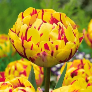 Тюльпан махровый Голден Ницц купить по цене от 361р. в интернет-магазине «Посадика» с доставкой почтой в в Мамоновое и по всей России – [изображение №1].