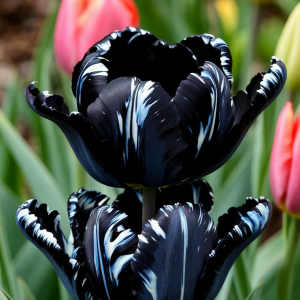 Тюльпан Шелк Нуар купить по цене от 219р. в интернет-магазине «Посадика» с доставкой почтой в в Мамоновое и по всей России – [изображение №1].