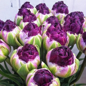 Тюльпан Анаконда купить по цене от 450р. в интернет-магазине «Посадика» с доставкой почтой в в Мамоновое и по всей России – [изображение №1].