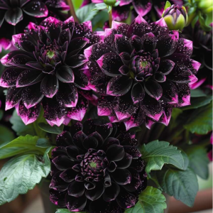 Георгин Лаванда Лейс купить по цене от 679р. в интернет-магазине «Посадика» с доставкой почтой в в Мамоновое и по всей России – [изображение №1].