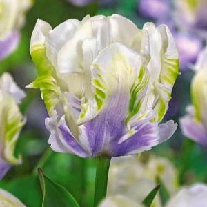 Тюльпан Уайт Лизарт купить по цене от 360р. в интернет-магазине «Посадика» с доставкой почтой в в Мамоновое и по всей России – [изображение №1].