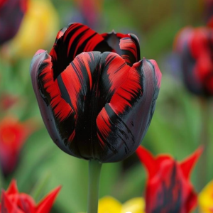 Тюльпан Блэк Перрот купить по цене от 351р. в интернет-магазине «Посадика» с доставкой почтой в в Мамоновое и по всей России – [изображение №1].