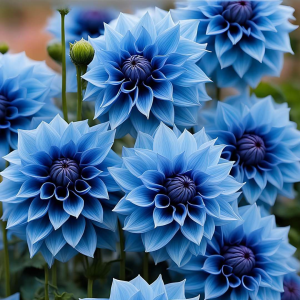 Георгин Вижапе купить по цене от 699р. в интернет-магазине «Посадика» с доставкой почтой в в Мамоновое и по всей России – [изображение №1].