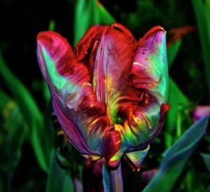 Тюльпан Эирпрайз купить по цене от 270р. в интернет-магазине «Посадика» с доставкой почтой в в Мамоновое и по всей России – [изображение №1].