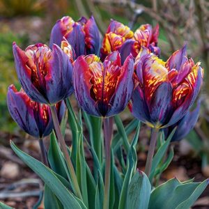 Тюльпан Опал Дрим купить по цене от 207р. в интернет-магазине «Посадика» с доставкой почтой в в Мамоновое и по всей России – [изображение №1].