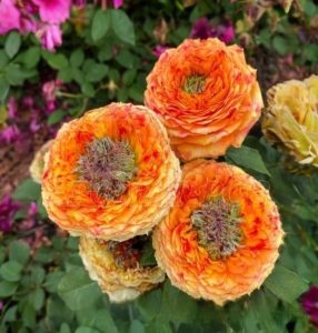 Роза Золотой Мираж купить по цене от 420р. в интернет-магазине «Посадика» с доставкой почтой в в Мамоновое и по всей России – [изображение №1].